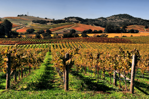 Napa valley wine region california vineyard regions america sunset beautiful sevenfifty daily landscape most north